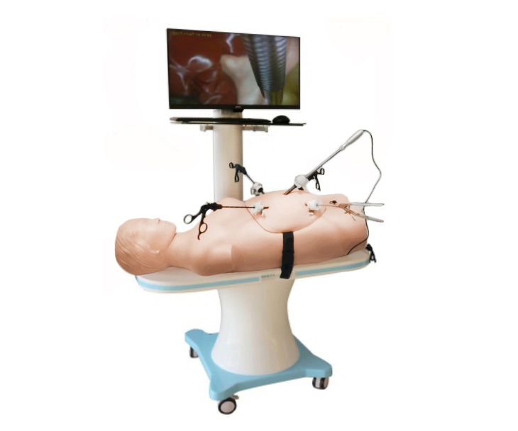 腹腔镜手术技能训练人体模型