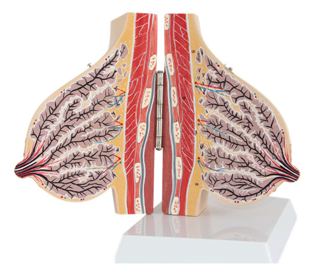 哺乳期女性乳房解剖模型