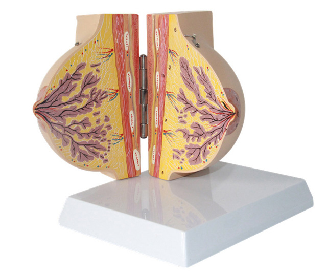 静止期女性乳房解剖模型