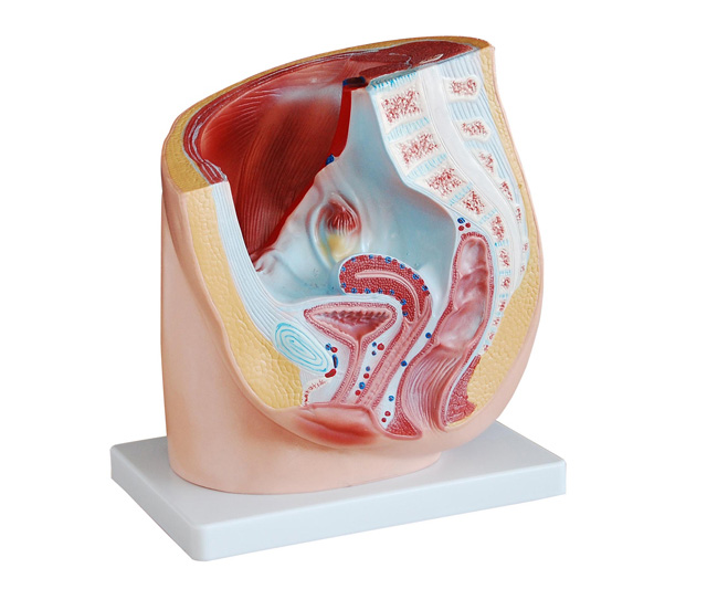 女性盆腔矢状切面模型