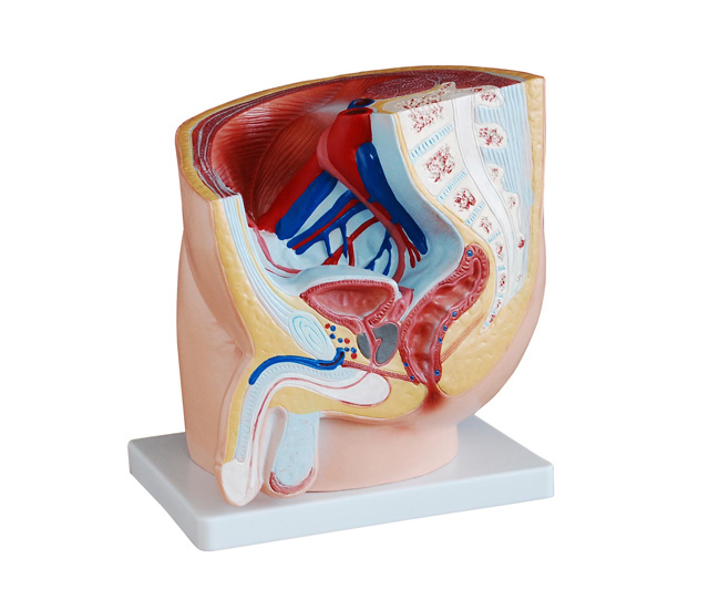 男性盆腔矢状切面模型