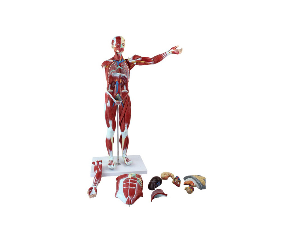 人体全身肌肉附内脏模型