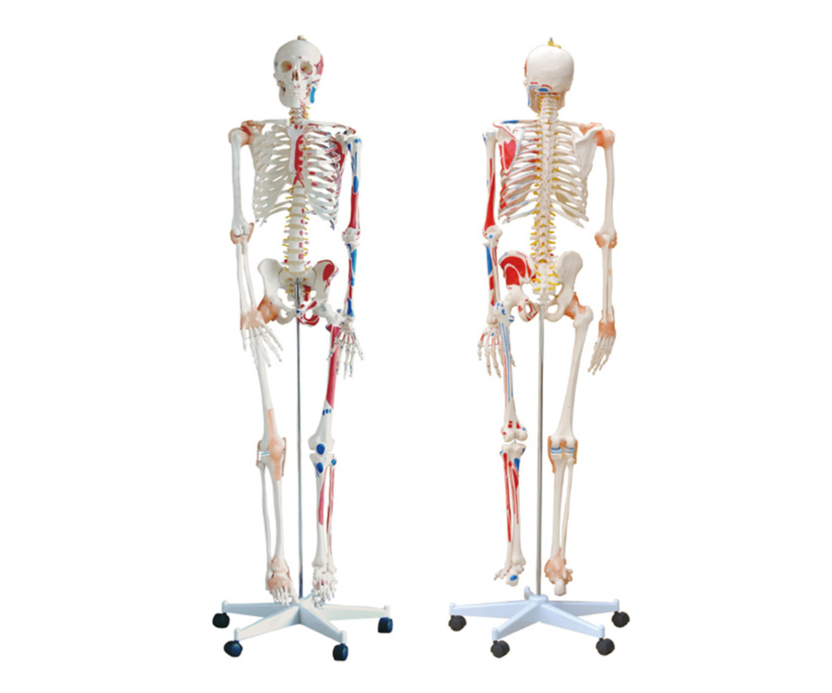 全身骨骼半边肌肉着色附韧带模型