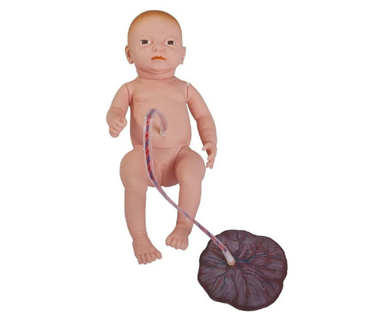 高级新生儿脐带胎盘护理模型