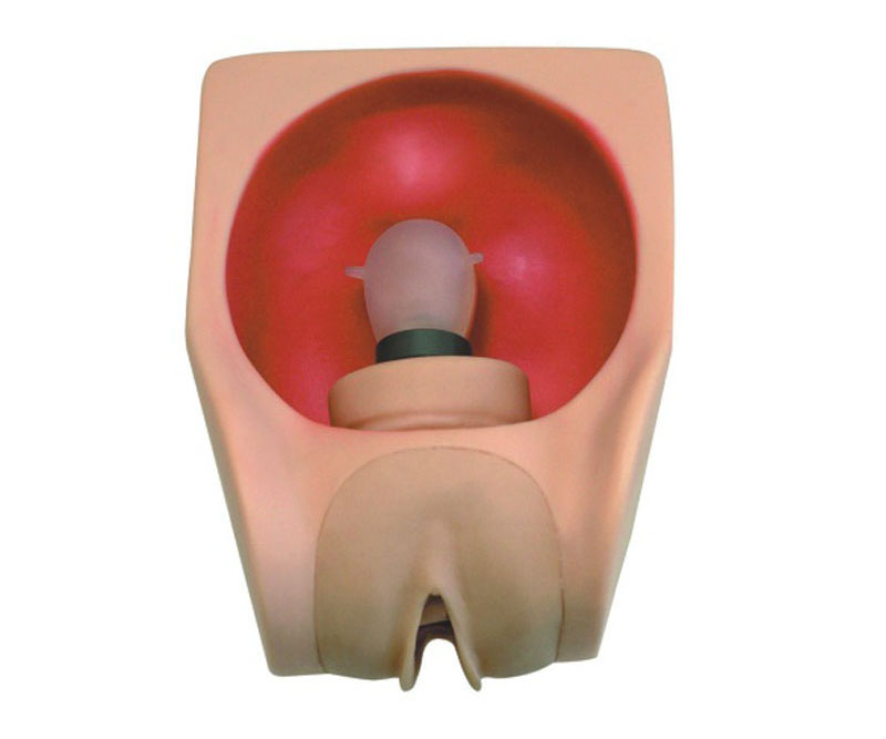 高级女性避孕练习模型