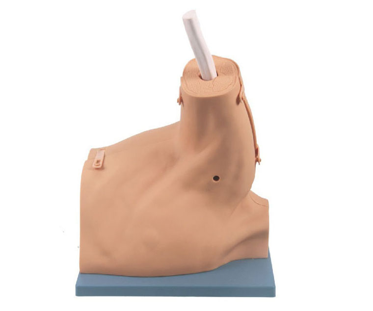 肩关节镜检查模型