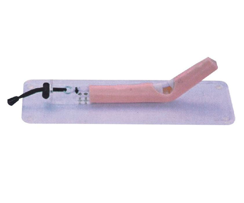 肌腱修复训练模型