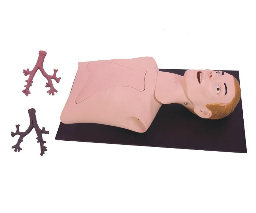 支气管内窥镜训练模型