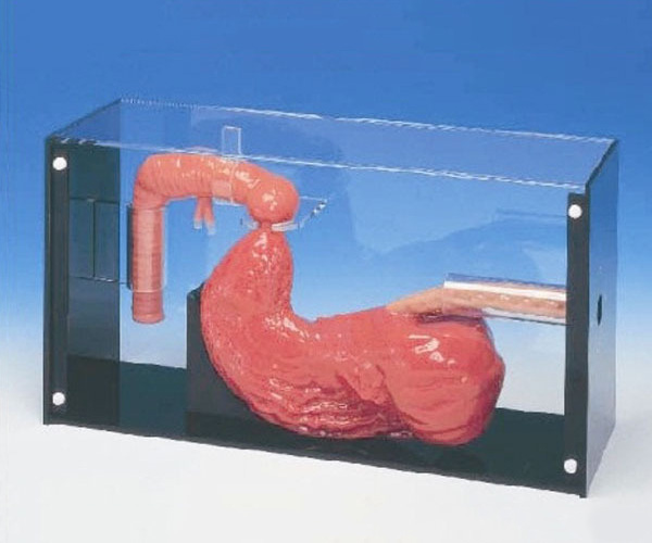 胃镜与ERCP检查训练模型