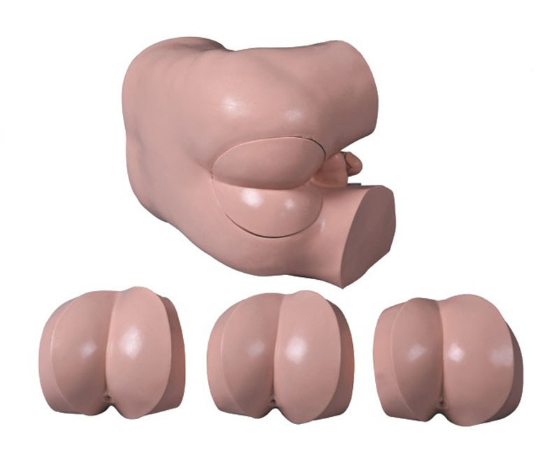 高级直肠指诊检查模型