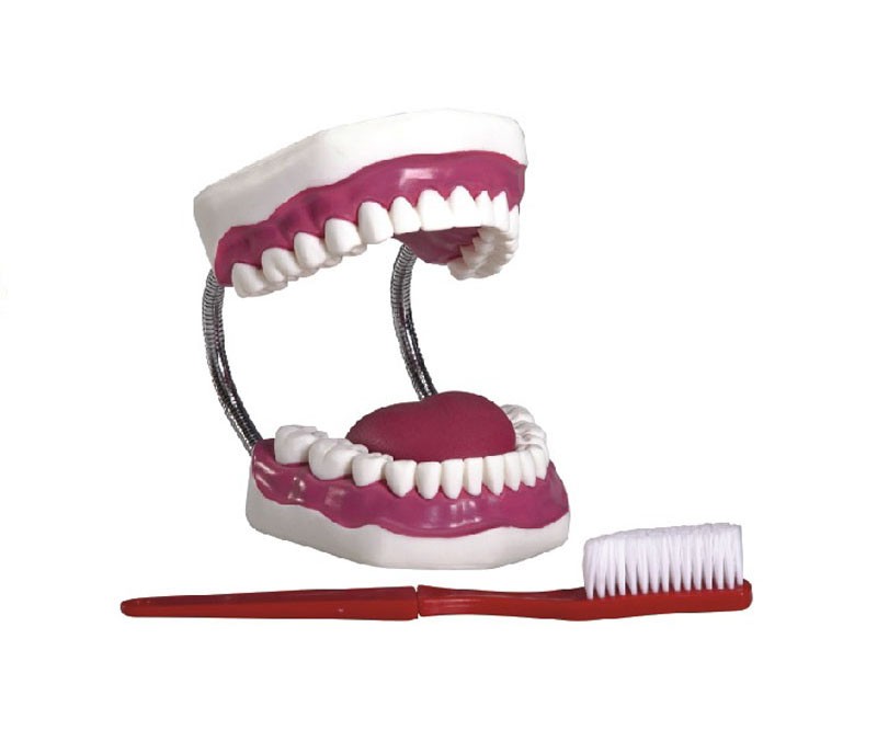 牙护理保健模型（28颗牙，放大5倍）