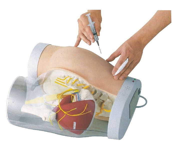 高级臀部肌肉注射及透明对比模型