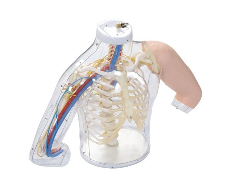 高级上臂肌肉注射及对比模型（带检测警示系统）