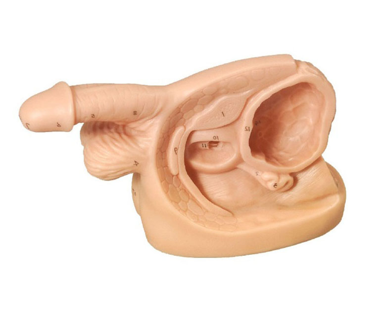 男性内外生殖器及导尿模块