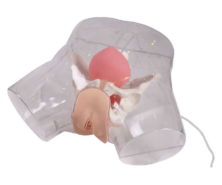 高级透明女性导尿模型