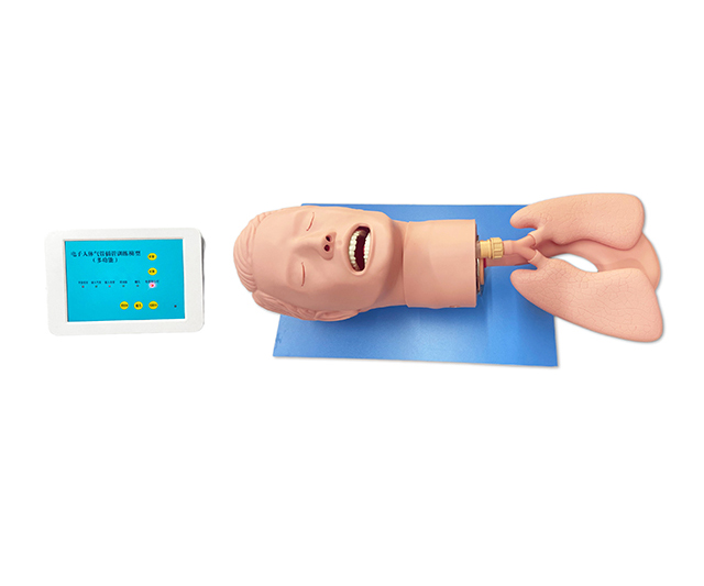 高级全功能气道管理训练模型