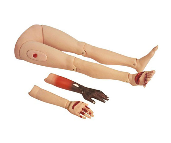 高级创伤四肢模型