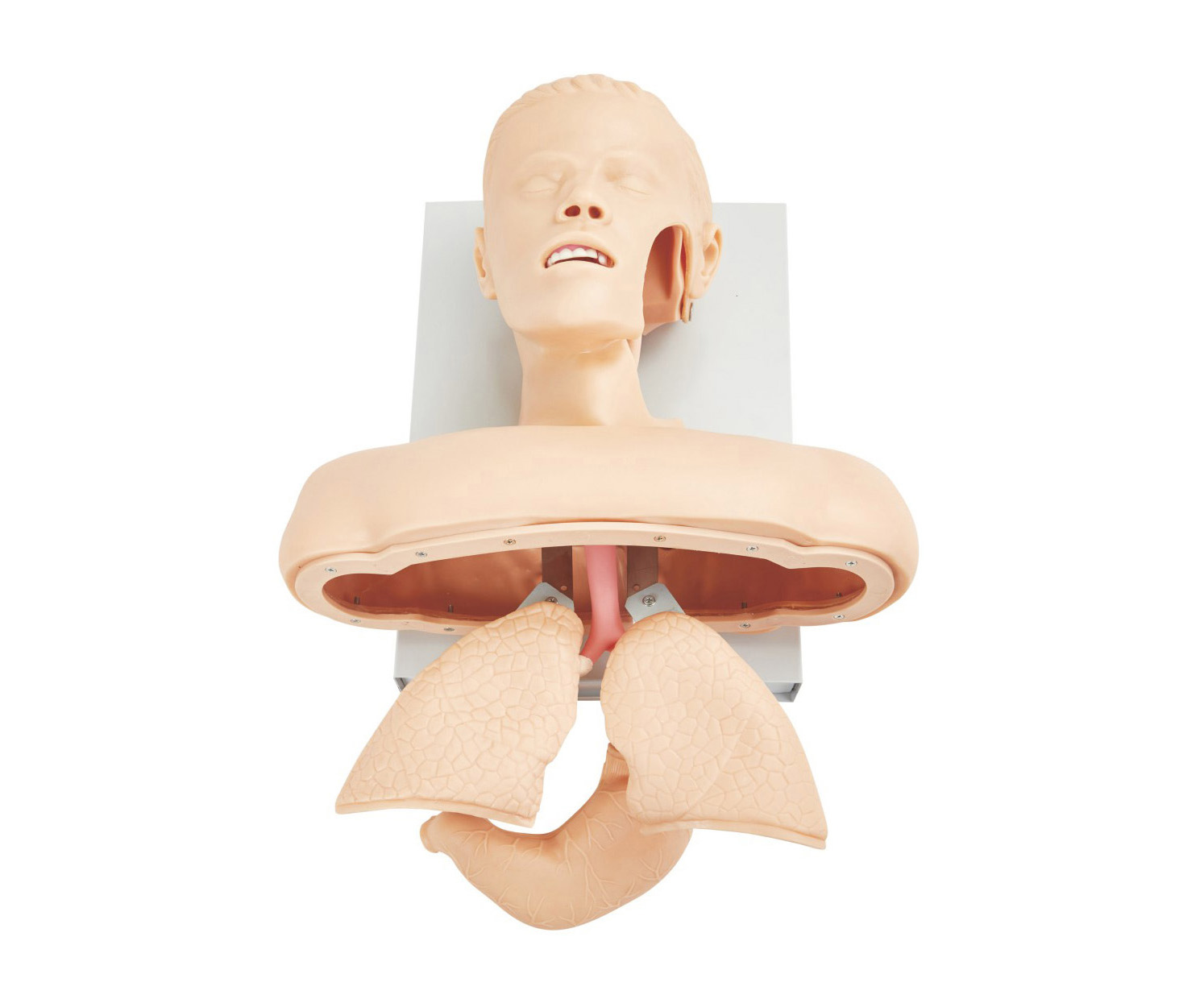 高级人体气管插管训练模型