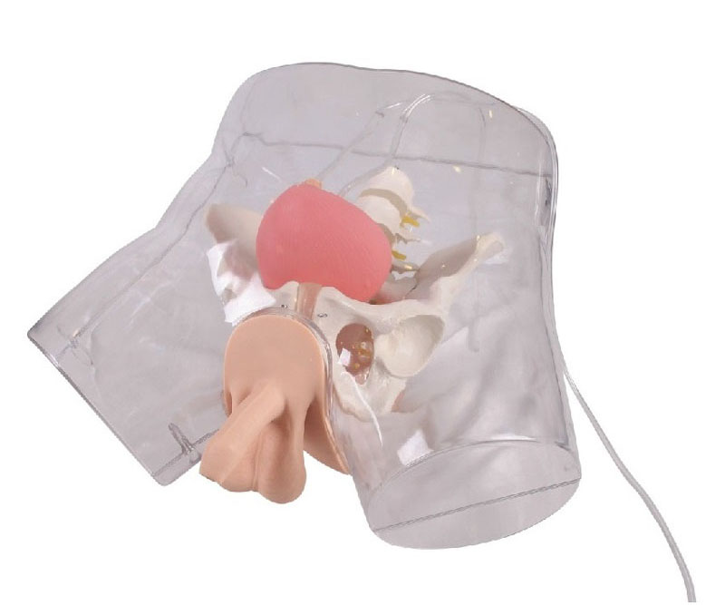 高级透明男性导尿模型