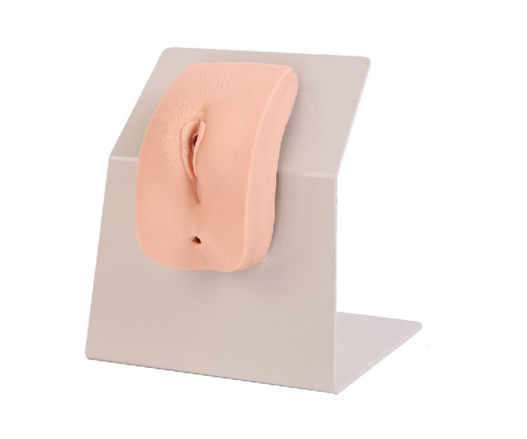 高级着装式女性导尿模型