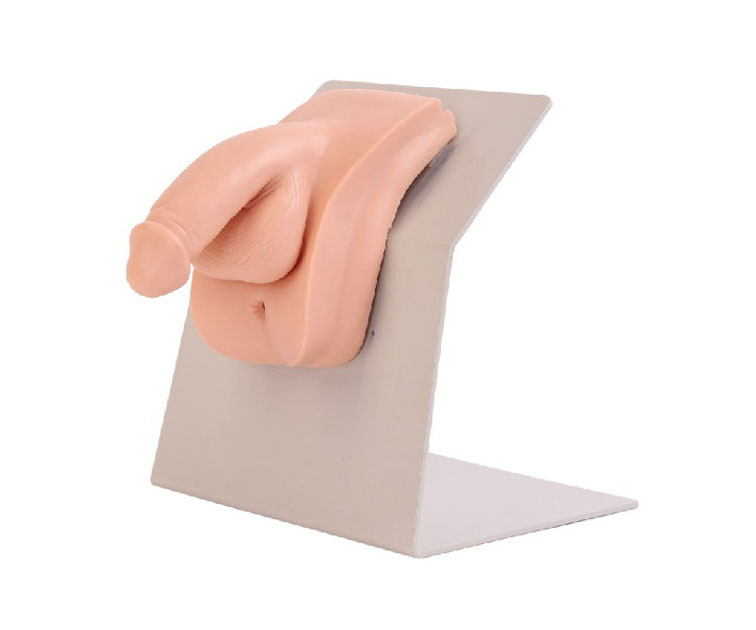 高级着装式男性导尿模型