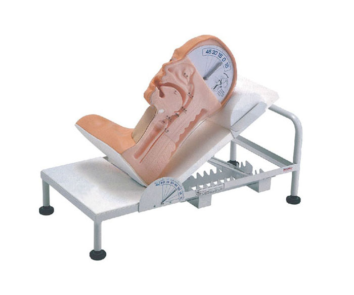 高级吞咽机制模型