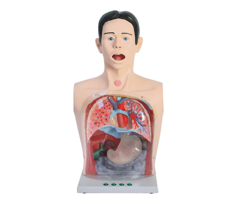 高级透明洗胃模型