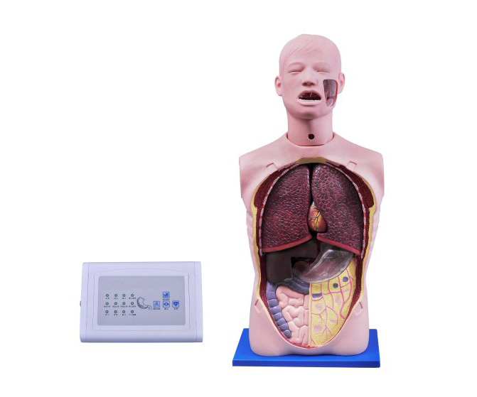 多功能透明洗胃训练模型