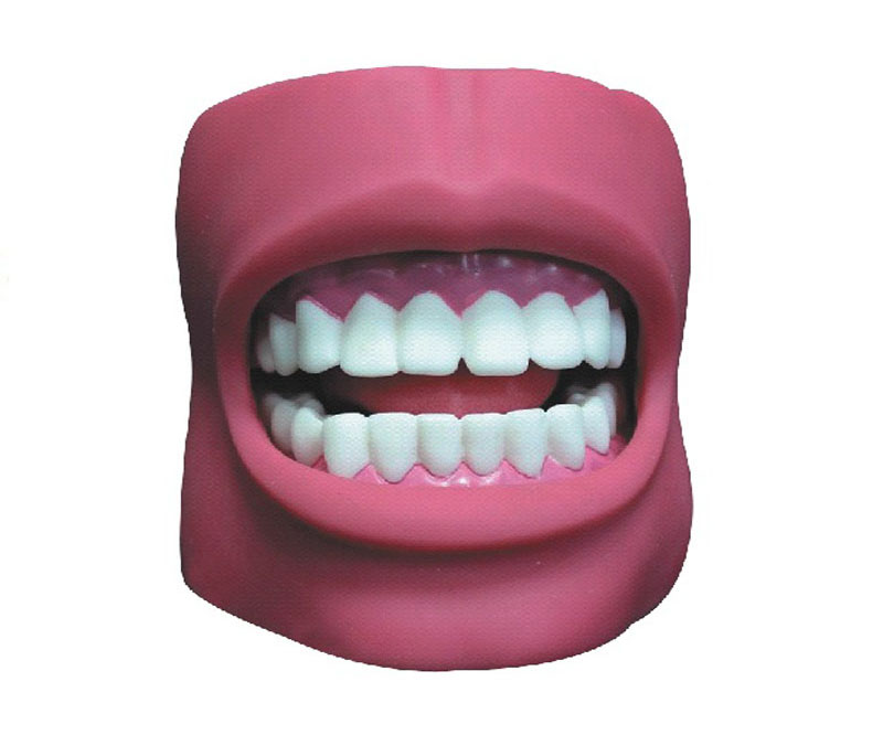 牙护理保健模型（带脸颊，自然大）