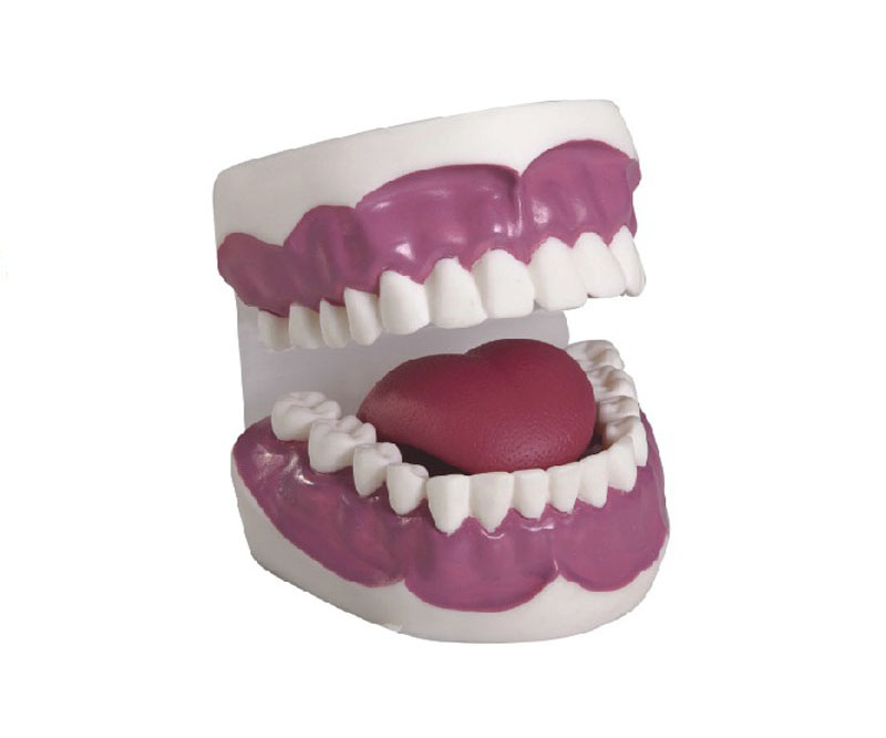 牙护理保健模型（28颗牙，放大2倍）