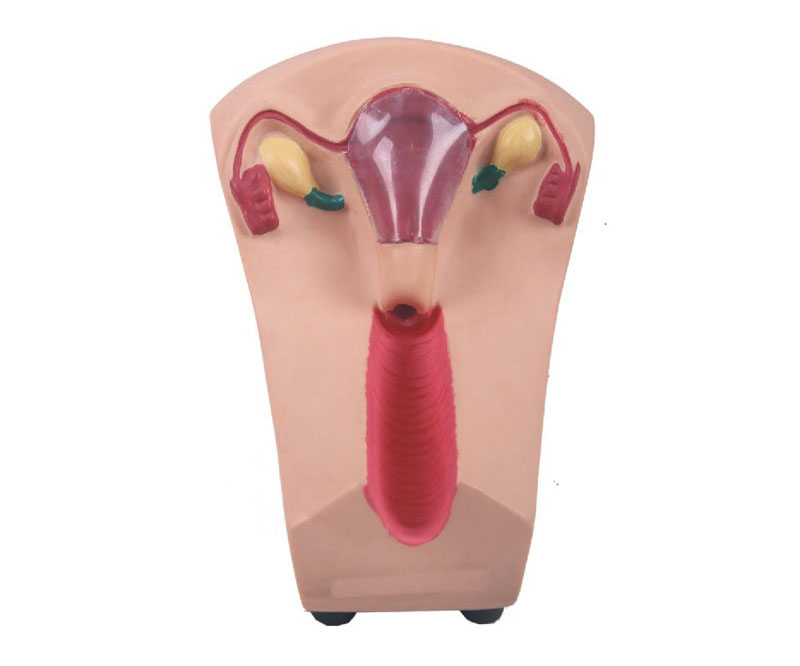 女性宫内避孕器及训练模型