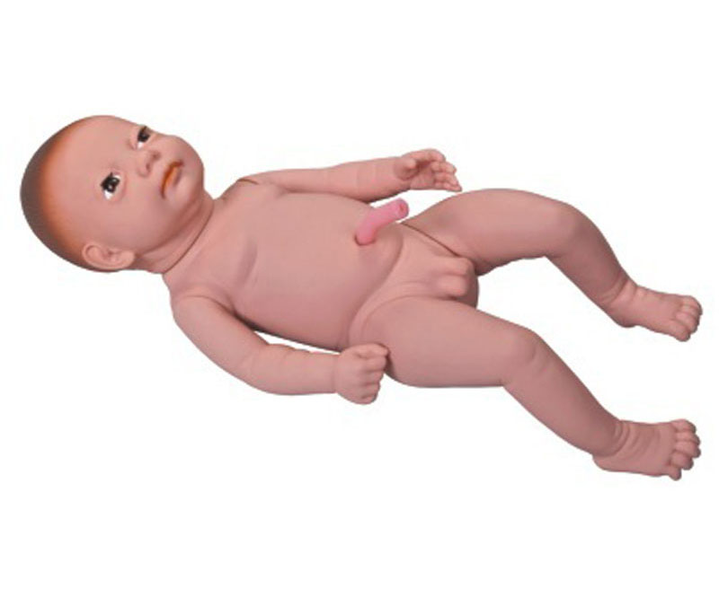 高级出生婴儿附脐带模型
