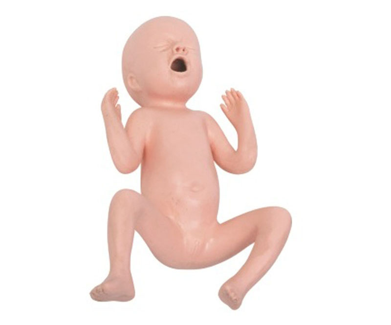 高级24周早产儿模型