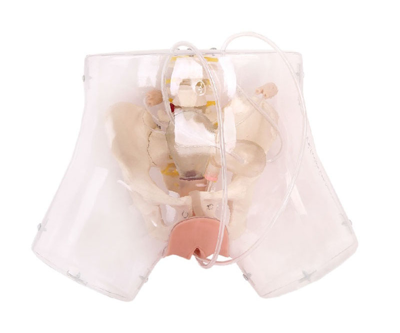 高级透明刮宫模型