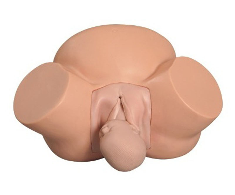 高级助产训练模型