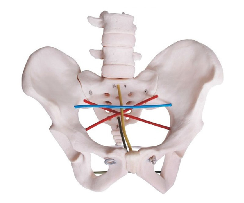 骨盆测量示教模型