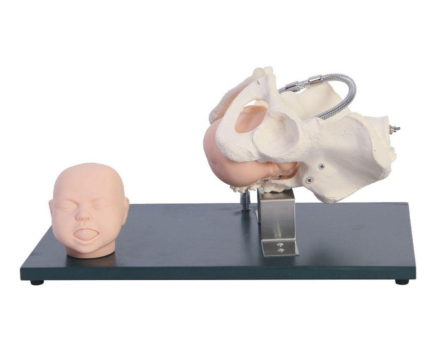 带有胎儿头的骨盆模型