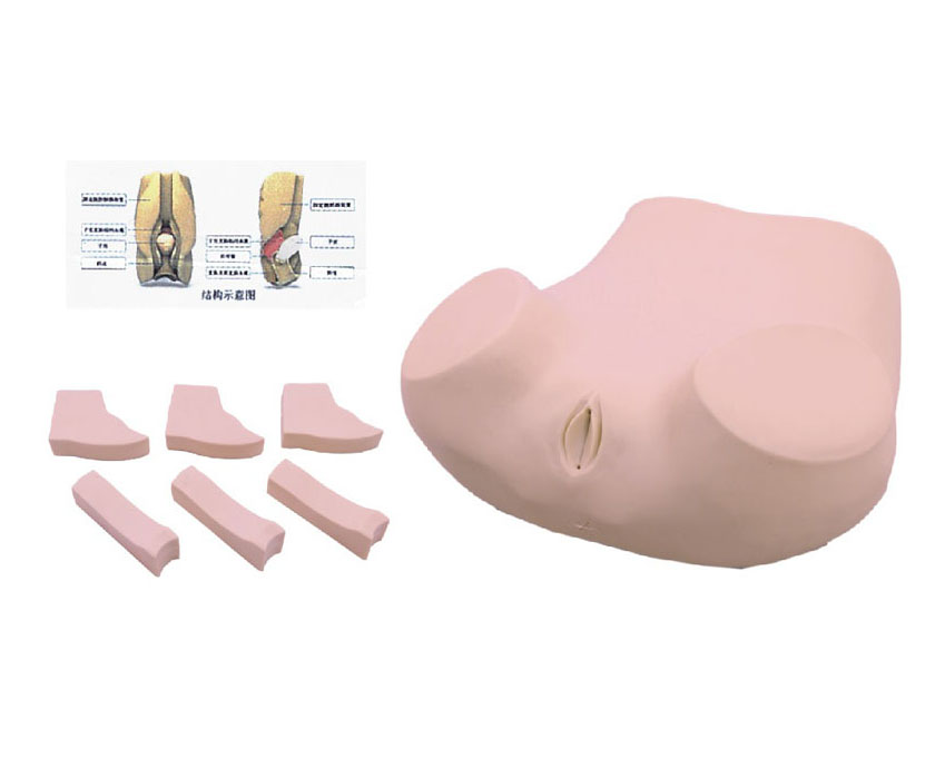 阴道后穹窿穿刺模型