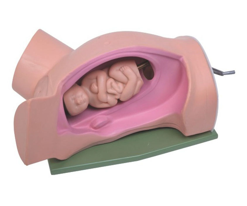 分娩机转示教模型