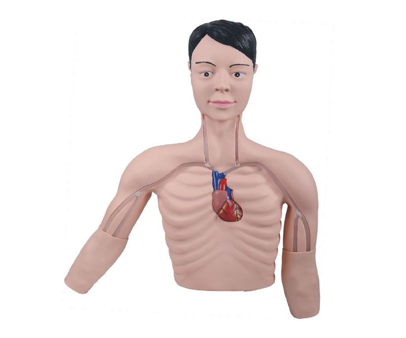 PICC介入训练模型