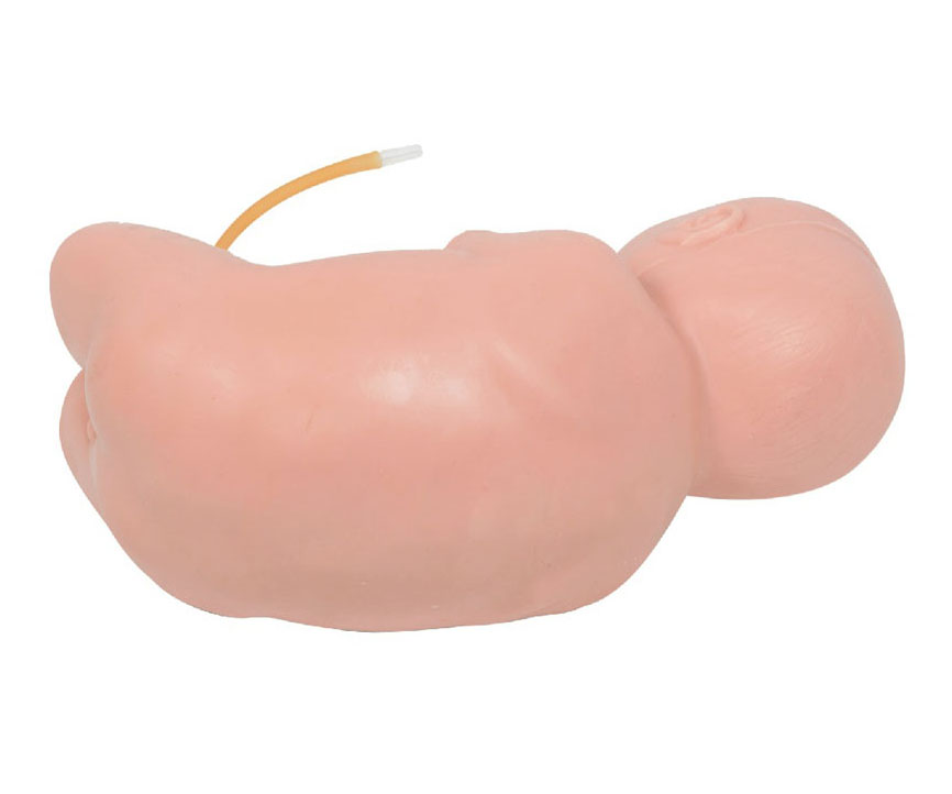 新生儿腰椎穿刺模型