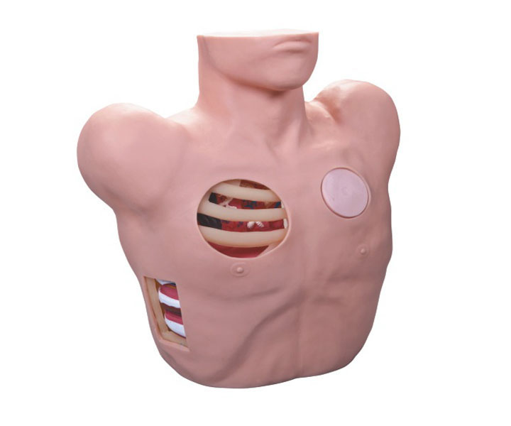 胸腔穿刺引流模型