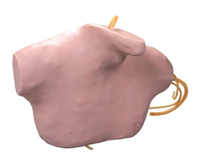 中心静脉穿刺插管模型