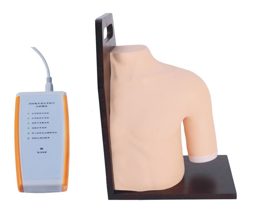 肩关节腔内注射模型