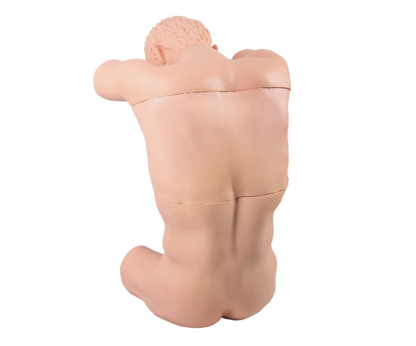 胸腔（背部）穿刺训练模型